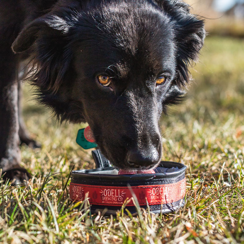 Dog drinking out of an Odell Brewing water bowl