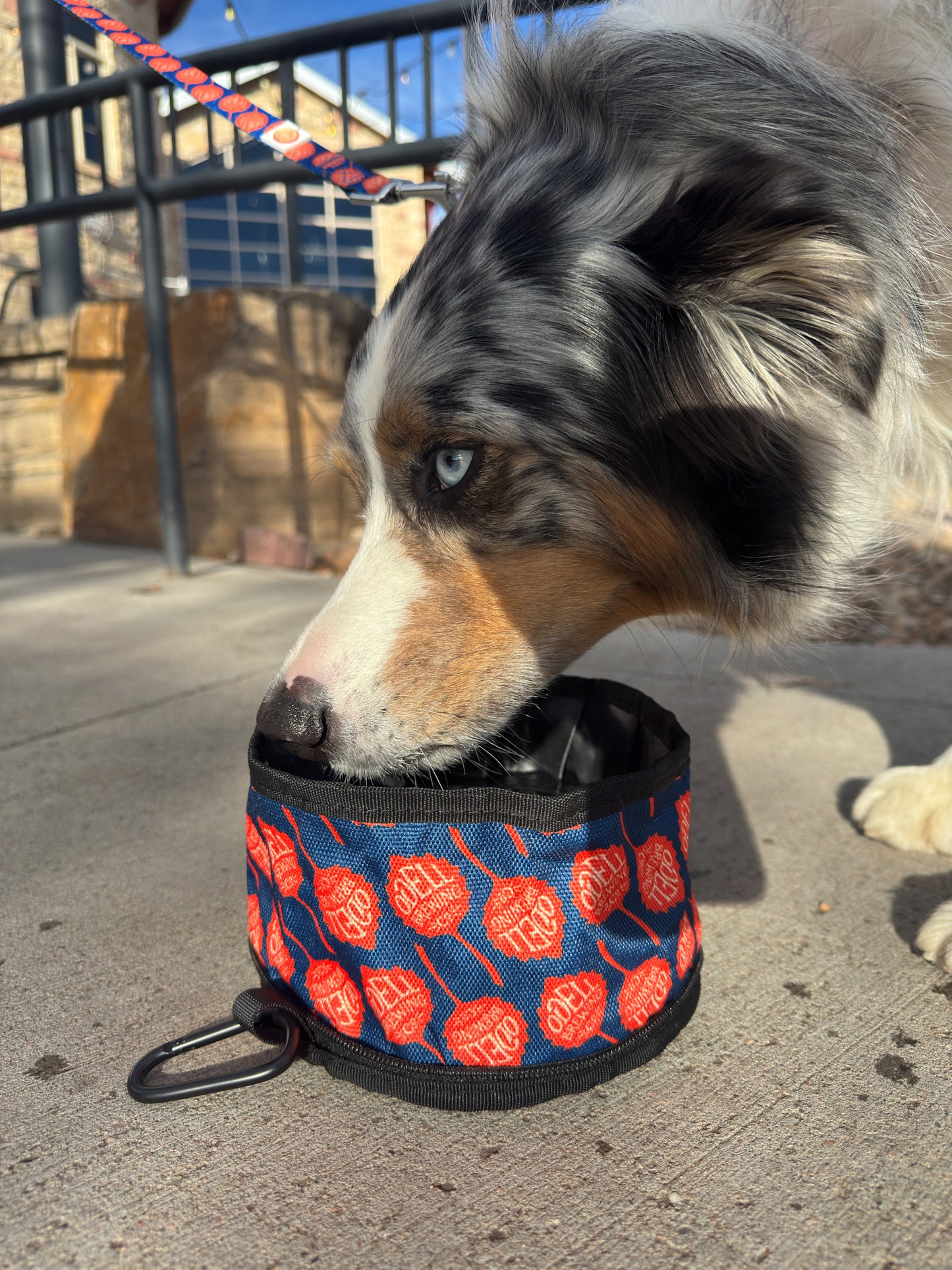 Odell Travel Dog Bowl