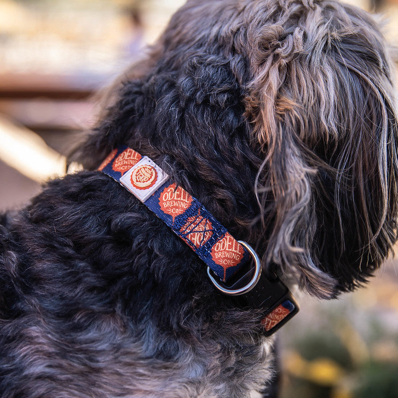 Odell Brewing dog collar on a dog